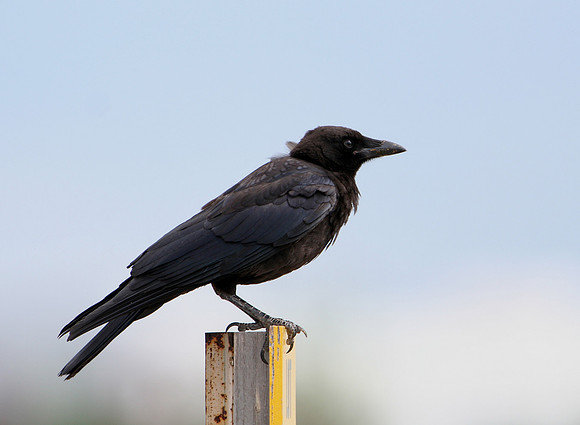 American Crow