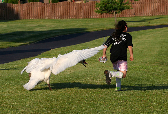 Mute Swan Gone bad.