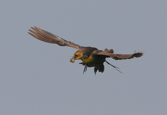 Yellow-headed Blackbird