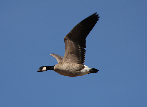 Cackling Goose