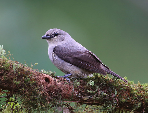 Plain-colored Tanager - Laguna Lagarto, Costa Rica