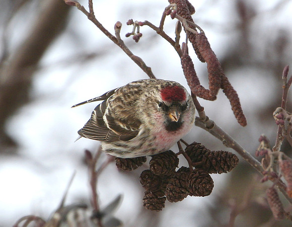 Common Redpoll