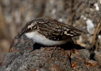 Brown Creeper