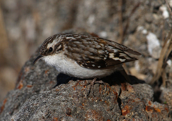 Brown Creeper