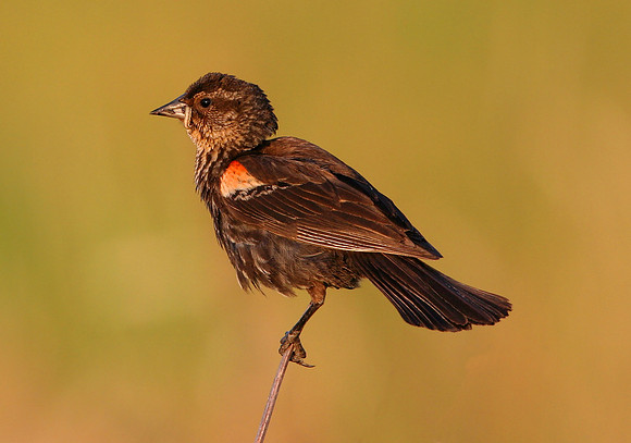 Red-winged Blackbird (Immature)