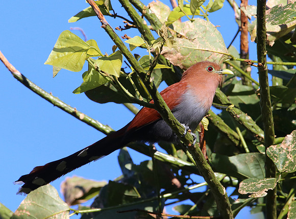 Squirrel Cuckoo - San Jose, Costa Rica
