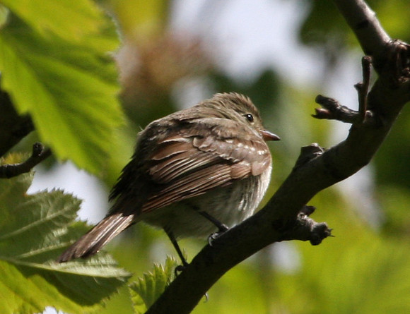 Small-billed Elaenia - Chicago - First North American Record