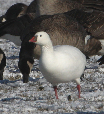 Ross's Goose