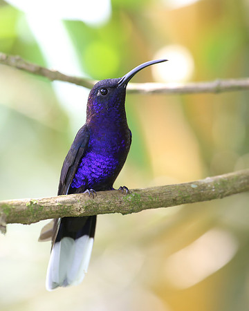 Violet Sabrewing - Costa Rica
