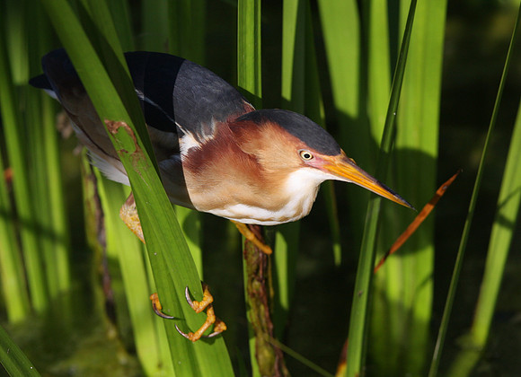 Least Bittern and a free car