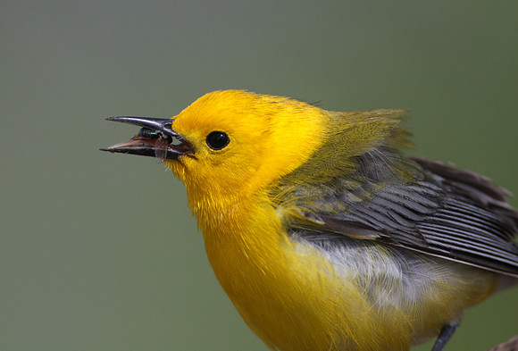 Prothonotary Warbler with Insect