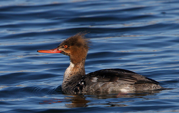 Red-breasted Merganser