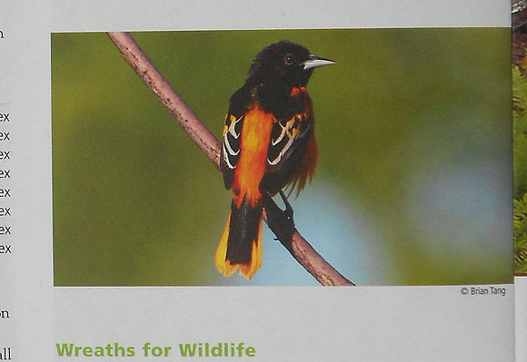 Baltimore Oriole Spring 2012 Conservationist
