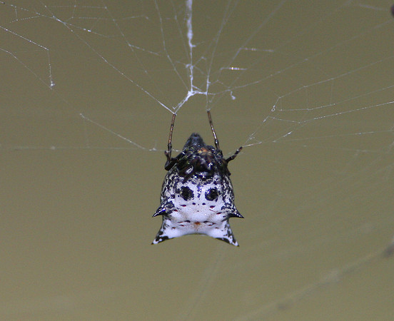 Spined Micrathena
