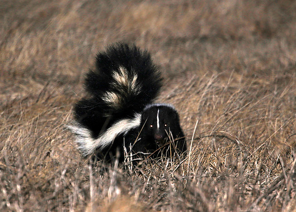 Striped Skunk - Bolingbrook, Illinois