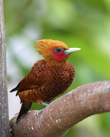 Chestnut-colored Woodpecker - Laguna Lagarto, Costa Rica