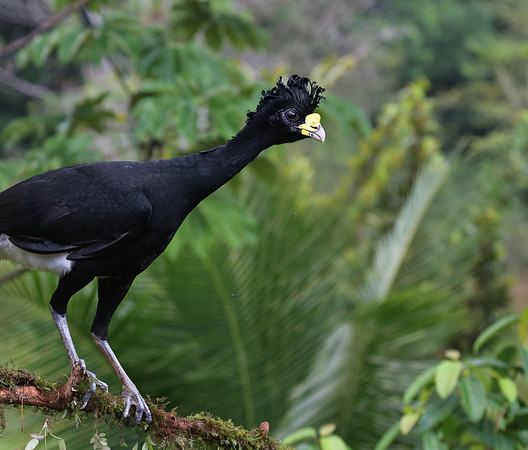 Great Currasow - Laguna Lagarta, Costa Rica