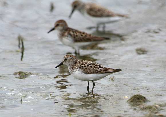 Semipalmated Sandpiper