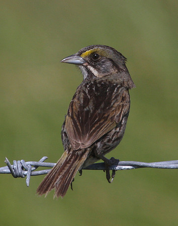 Seaside Sparrow Anahuac National Wildlife Refuge Texas