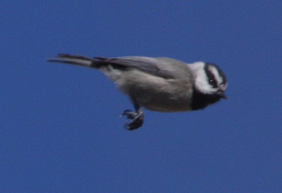 Mountain Chickadee