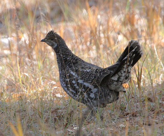 Dusky Grouse