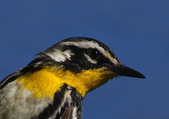 Yellow-throated Warbler Closeup