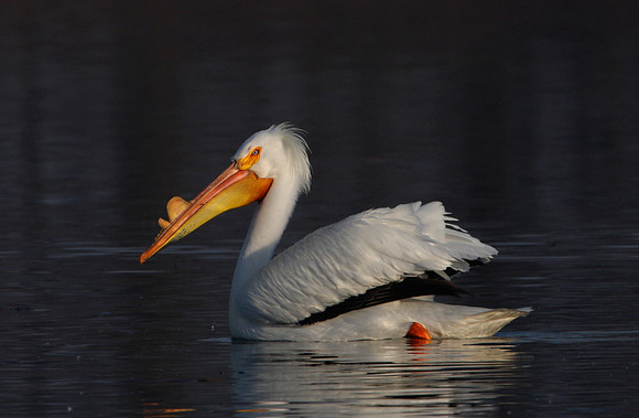 American White Pelican