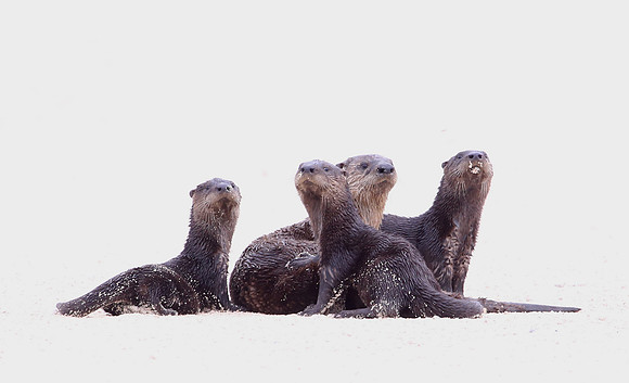 North American River Otters - Anahuac NWR, Texas
