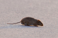 Hispid Cotton Rat