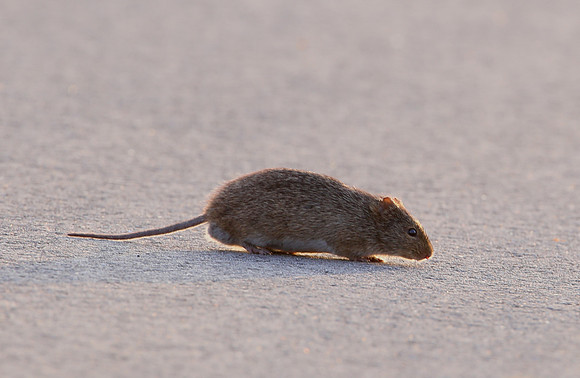 Hispid Cotton Rat