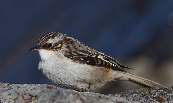 Brown Creeper