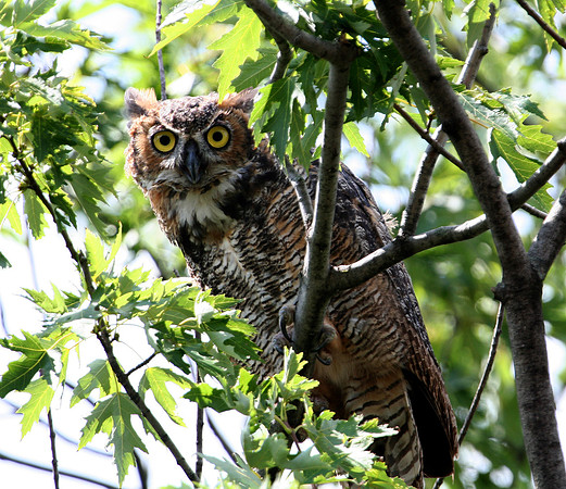 Great Horned Owl