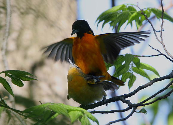 Baltimore Oriole (mating)