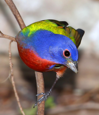 Painted Bunting - Corkscrew Swamp, Florida