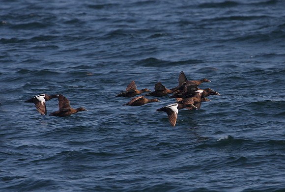 Common Eider