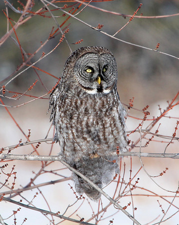 Great Gray Owl