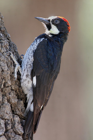 Acorn Woodpecker