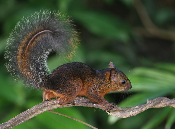 Variegated Squirrel - Selva Verde, Costa Rica
