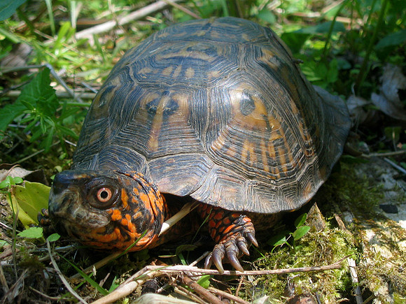 Eastern Box Turtle
