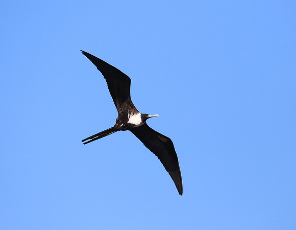 Magnificent Frigatebird - Tarcol River, Costa Rica