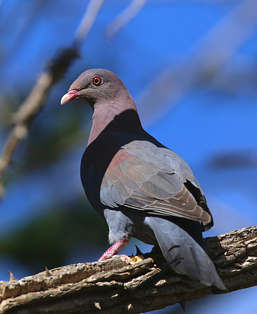Red-billed Pigeon - San Jose, Costa Rica