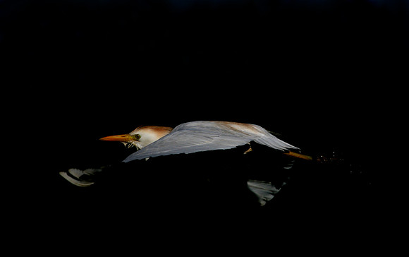 Cattle Egret