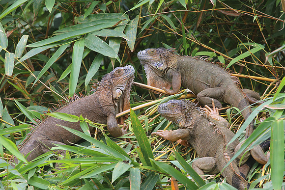 Green Iguana - Costa Rica