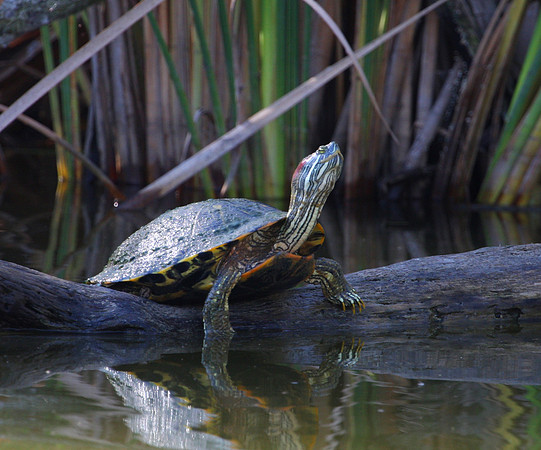 Red-eared Slider