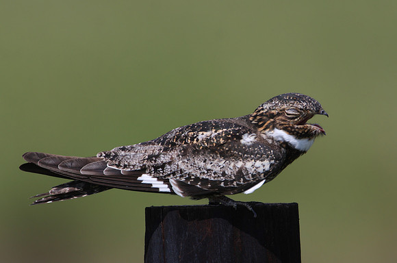 Common Nighthawk Anahuac National Wildlife Refuge, Texas