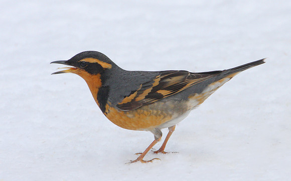 Varied Thrush Evanston, Illinois