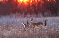 Whitetail at Sunset