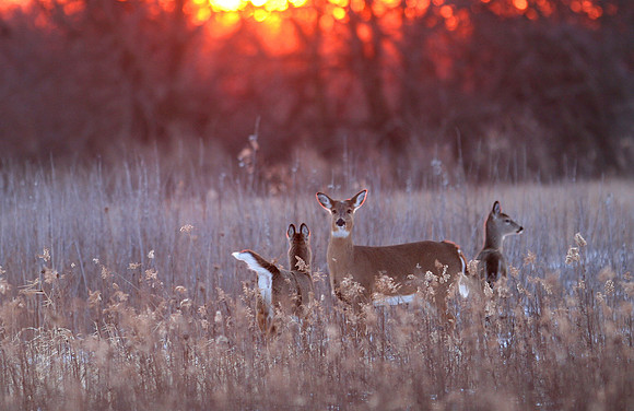 Whitetail at Sunset
