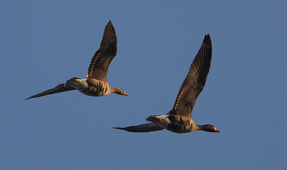 Greater White-fronted Goose