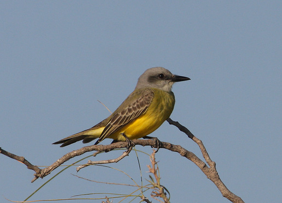 Tropical Kingbird